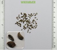 Petroselinum crispum - بقدونس بذور