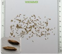 Poa pratensis tohumlar