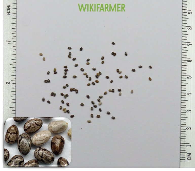 Salvia hispanica - Chia hạt