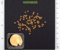 Solanum melongena - 가지 씨앗