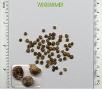 Spinacea oleracea-시금치 씨앗 Spinacea oleracea - 시금치 씨앗