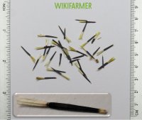 Tagetes patula-프렌치메리골드 씨앗 Tagetes patula - 프렌치메리골드 씨앗
