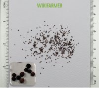 Thymus vulgaris - 백리향 씨앗