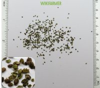 Urtica dioica tohumlar