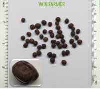 Vicia villosa 씨앗