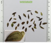 Zinnia elegans-백일초 씨앗 Zinnia elegans - 백일초 씨앗