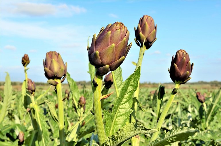 Cultivation of Artichokes Απαιτήσεις Λίπανσης στην Καλλιέργεια Αγκινάρας