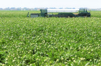 Oceanside Artichoke Field with Harvesting Equipment Καλλιέργεια Αγκινάρας: Συγκομιδή, Απόδοση, Αποθήκευση και Μετασυλλεκτικός Χειρισμός