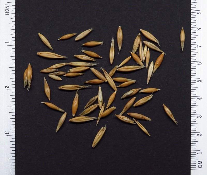 Avena sativa - 燕麦种子