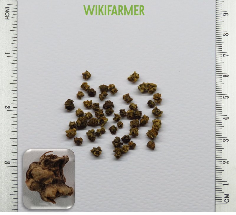 Beta vulgaris vulgaris - 莙荙菜 种子