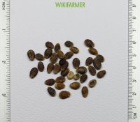 Citrullus lanatus - 西瓜 种子
