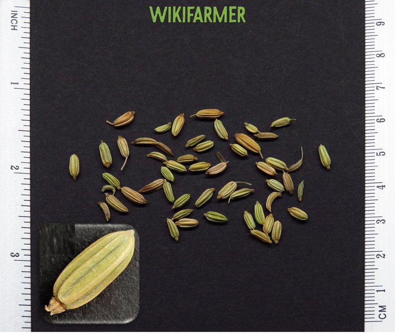 Foeniculum vulgare - 茴香 种子