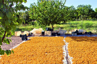 Dried apricots on farm Βερίκοκα - Συγκομιδή, Απόδοση και Αποθήκευση
