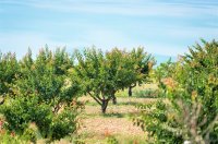 Apricot tree orchard Επαγγελματική Καλλιέργεια Βερικοκιάς