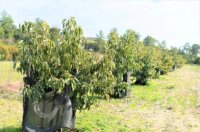 各个牛油果品种的分析--特点和优势
