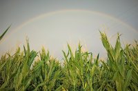 如何种植玉米以获取利润 - 玉米种植指南