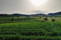 गेहूं की सिंचाई आवश्यकताएँ और विधियाँ