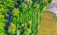 पादप आच्छादन एवं मृदा - जल संरक्षण