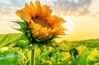 Sunflower Field at Sunset, Cookstown, Ontario, Canada. सूरजमुखी की किस्म का चयन करते समय क्या विचार करें