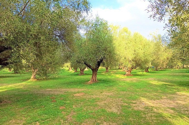 6 erreurs qui diminuent la qualité de l'huile d'olive