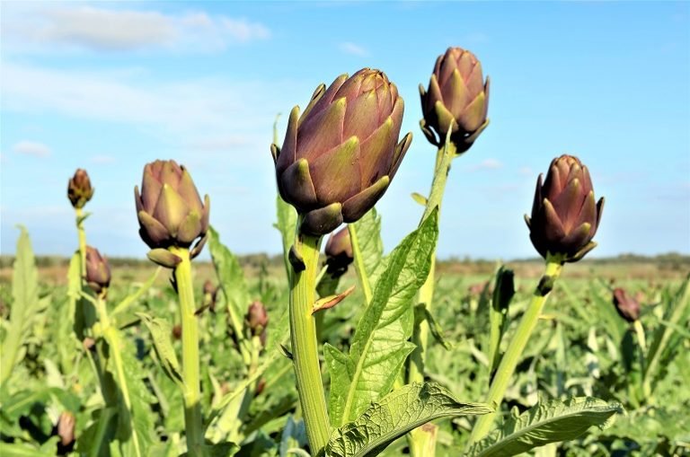 Cultivation of Artichokes Anforderungen an die Artischockendüngung