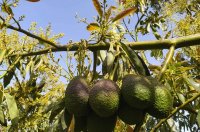Avokado Zararlıları ve Hastalıkları – Avokado Zararlı Ot Mücadelesi
