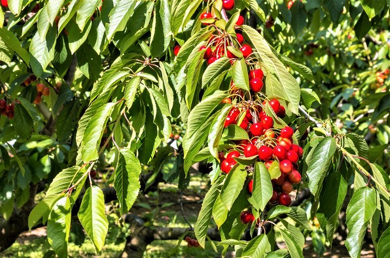 Prunus cerasus 'Dubbele Meikers' (Kersenboom) | Bloemenpark