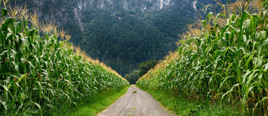Sustainable Nutrient Management: Introduction to Concept, Strategies ...