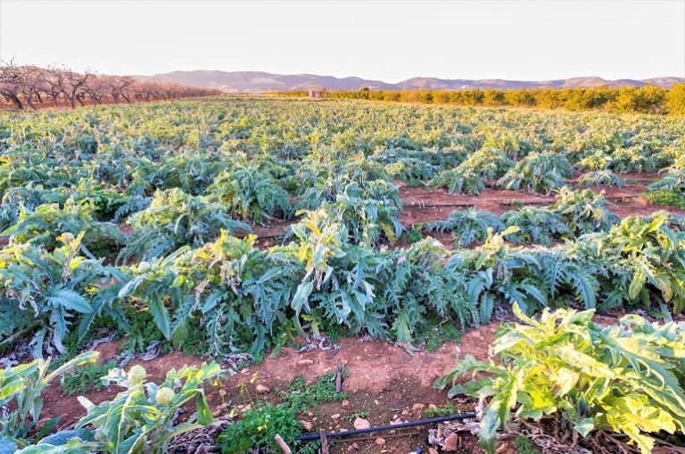 Artichokes. Vermehrung von Artischocken