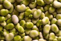फलियों के साथ एक अधिक लचीला अनाज-फसल प्रणाली