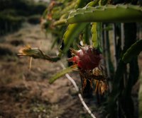火龙果种植的土壤要求和土地准备