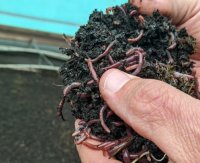 O que é Vermicomposto? Tipos e como monitorar