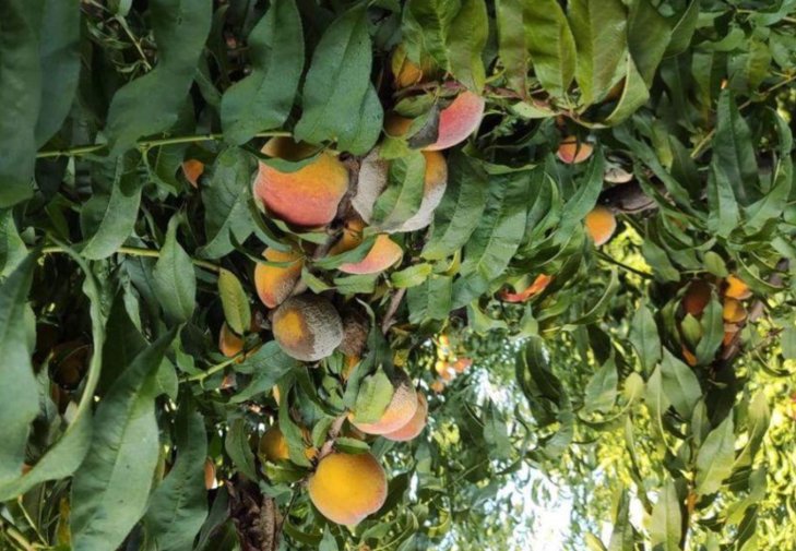 Podridão Parda no cultivo do pessegueiro – Prevenção e Manejo (de Pragas) na área de Pella