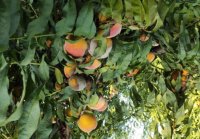 Podridão Parda no cultivo do pessegueiro – Prevenção e Manejo (de Pragas) na área de Pella