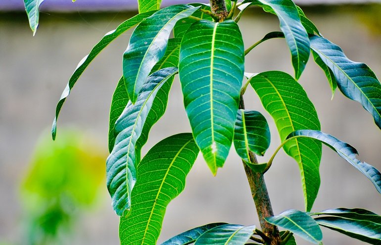 Mango tree Propagation