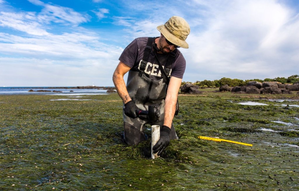 Blue Carbon: A Valuable Tool for Achieving Environmental Sustainability