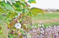 Economics of Integrated Pest Management Adoption Economics of Integrated Pest Management Adoption