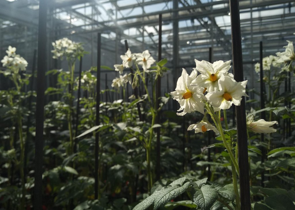 Hybrid Potatoes – A Climate-Smart Solution for Potato Farmers