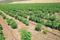 Komercyjna uprawa papryki chilli i papryki słodkiej