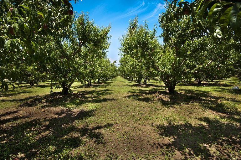 Árvore de Pêssego Wikifarmer