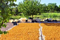 Cosecha de albaricoqueros – Rendimiento de albaricoqueros y almacenamiento
