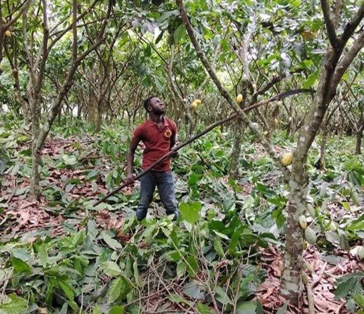 Poda del árbol del cacao