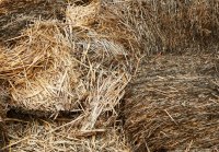 Sélection des aliments pour animaux - Évaluation des ingrédients des aliments pour animaux