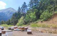 Miel producida en bosques y praderas
