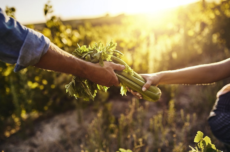 Turning vegetables into a business Συγκομιδή σέλερι και απόδοση ανά στρέμμα