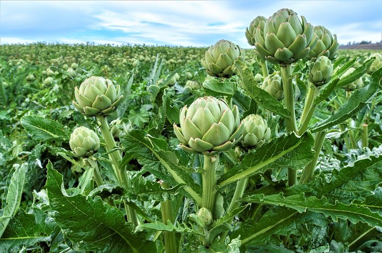 Cómo Cultivar Alcachofas para Obtener Beneficios Económicos – Agricultura Profesional de la Alcachofa