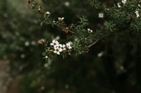 Miel de manuka