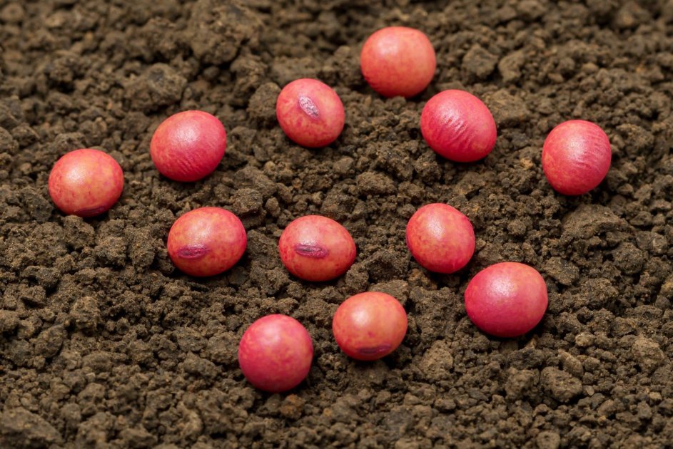Soybean Seed Treatment and its Uses | Wikifarmer