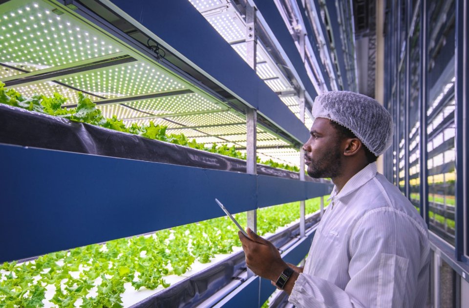 Best practices for successful hydroponics | Wikifarmer