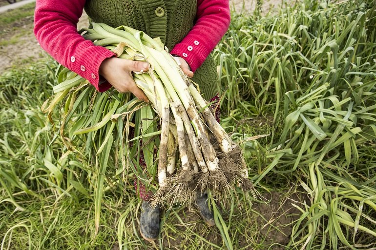 Cómo cultivar puerros en casa